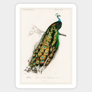 Indian peafowl (1892) Sticker